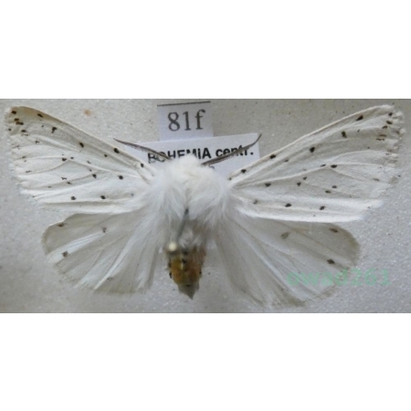 Spilosoma lubricipeda (Linnaeus, 1758) Szewnica miętówka Czech81f